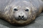 Elephant Seal, Macquarie Island 20191119 347