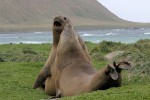 Elephant Seals fighting, Macquarie Island 20191119 359