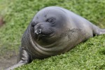 Elephant Seal pup, Macquarie Island 20191119 395