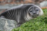 Elephant Seal pup, Macquarie Island 20191119 421