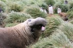 Elephant Seal, Macquarie Island 20191119 487