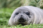 Elephant Seal pup, Macquarie Island 20191119 521