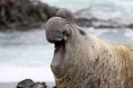 Elephant Seal, Macquarie Island 20191119 549