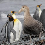 Southern Giant Petrel and King Penguins, Macquarie Island 20191119 948