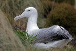 Southern Royal Albatross, Campbell Island 20191122 8