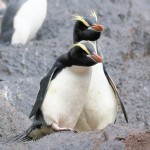 Erect-crested Penguins, Antipodes Islands 20191124 953