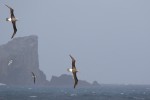 Salvin's Albatrosses, Bounty Islands 20191125 1033