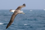 Salvin's Albatross 20191125 1142