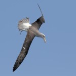 Salvin's Albatross 20191125 1387
