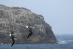 Salvin's Albatrosses, Bounty Islands 20191125 793