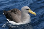 Chatham Islands Albatross 20191126 609