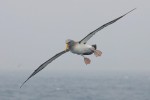 Chatham Islands Albatross 20191128 1349