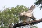 Young Harpy Eagle 20190721 448