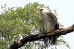 Young Harpy Eagle 20190721 546