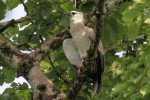 Young Harpy Eagle 20190721 610