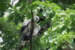 Young Harpy Eagle 20190721 628