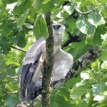 Young Harpy Eagle 20190721 632