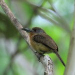 Gray-cheeked Nunlet 20190722 830