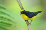 Thick-billed Euphonia 20190722 965