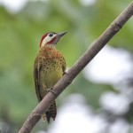 Spot-breasted Woodpecker 20190723 478