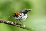 Spotted Antbird 20190723 769