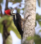 Lineated Woodpecker 20190724 680