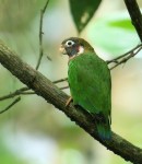 Brown-hooded Parrot 20190725 393