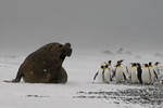 Elephant Seal, King Penguins