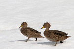 Yellow-billed Pintails