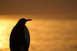 King Penguin, St Andrwew's Bay