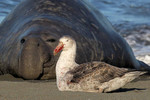 Elephant Seal, Giant Petrel, St. Andrews Bay
