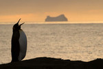 King Penguin, St Andrew's Bay