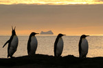 King Penguins, St Andrew's Bay
