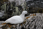 Kelp Goose (male), Falklands
