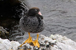Kelp Goose (female), Falklands