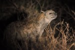 Spotted Hyena 20191008 1531