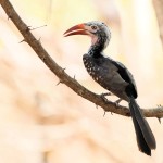 Southern Red-billed Hornbill 20191008 661