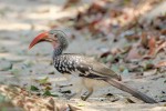 Southern Red-billed Hornbill 20191008 716