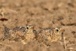 Double-banded Sandgrouse chicks, found resting in the dirt road 20191009 1116