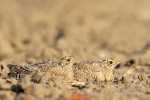 Greater Sandgrouse chicks 20191009 1132