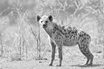 Spotted Hyena 20191009 1465