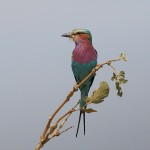 Lilac-breasted Roller 20191009 1501