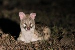 Common Large-spotted Genet 20191009 2194