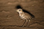 Three-banded Courser 20191009 2250