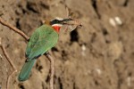 White-fronted Bee-eater 20191011 1246