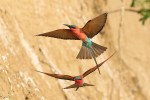 Southern Carmine Bee-eaters 20191011 1262