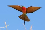 Southern Carmine Bee-eater 20191011 1411