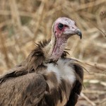 Hooded Vulture 20191011 1605
