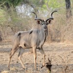 Greater or Zambesi Kudu 20191012 1186