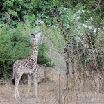 Thornicroft's Giraffe, endemic to the Luangwa valley 20191012 1347